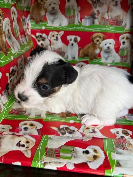 tri-color jack Russell puppy California 