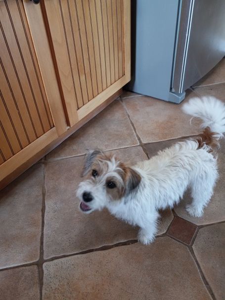 Top Jack Russell 