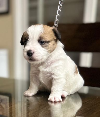 FEMALE PUPPY AVAILABLE 